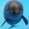 HabeasPorpoise