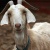 SHEEPYTHEDESTROYER